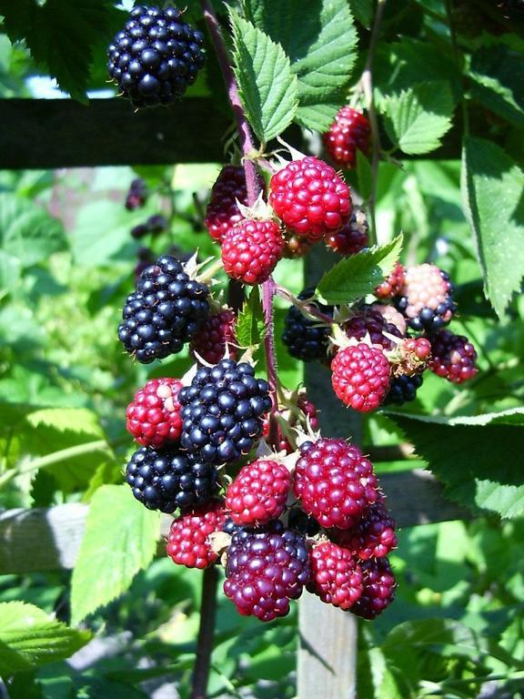 Willa Wildebraam Berry Estate Swellendam Zewnętrze zdjęcie