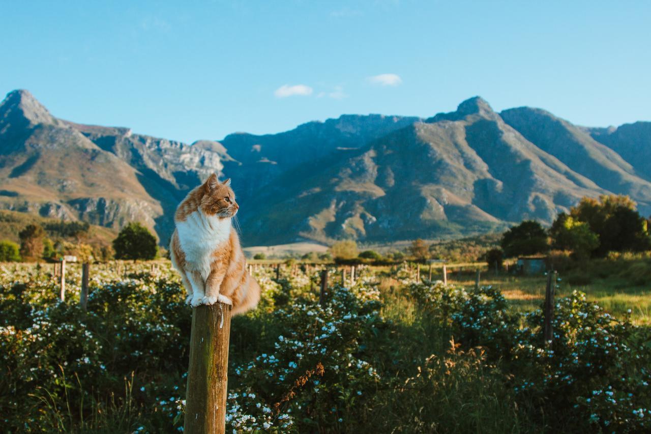 Willa Wildebraam Berry Estate Swellendam Zewnętrze zdjęcie